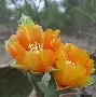 C7娱乐入口-里昂在比赛中脱颖而出，晋级关键赛事四强的简单介绍